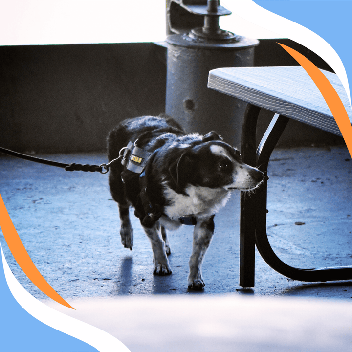 What Did Ya Say: Learning to Read Your Dog Seminar