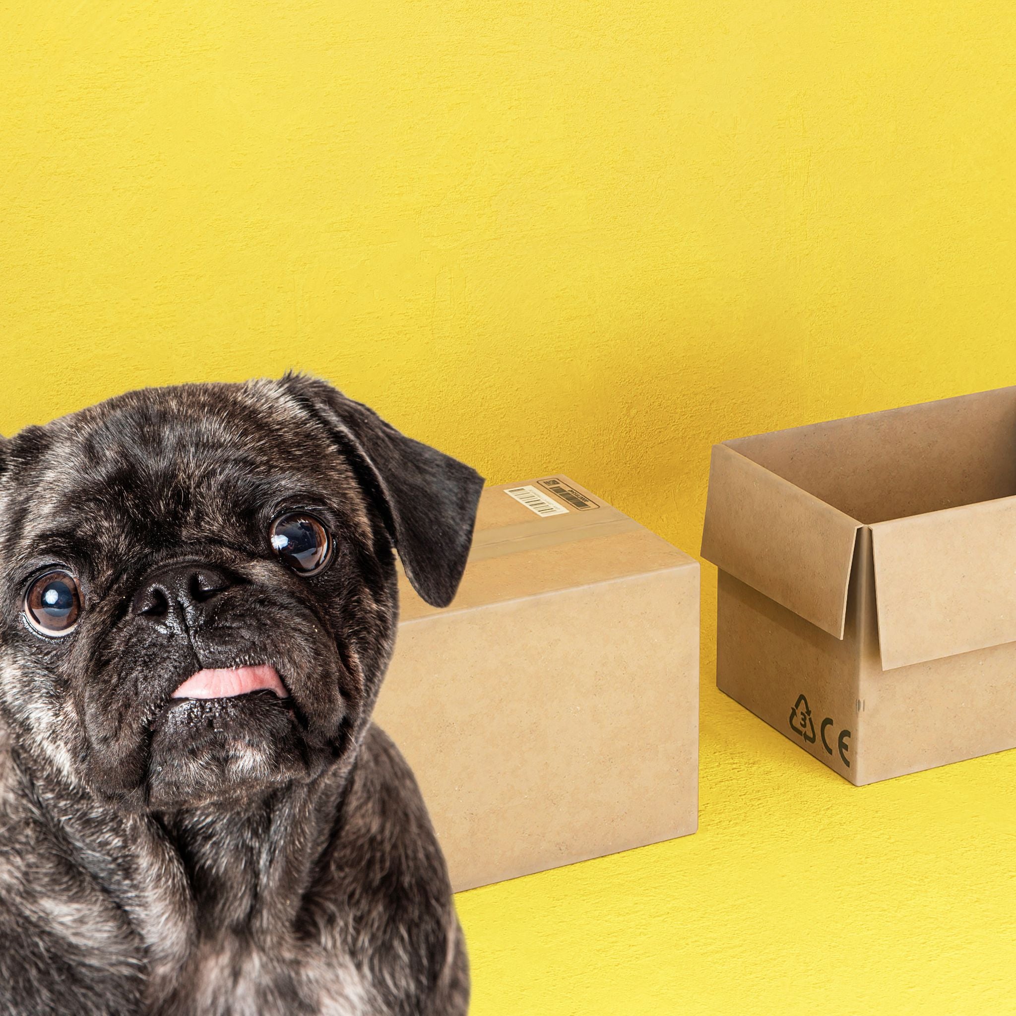 What's the Issue: Containers Webinar – Scent Work University