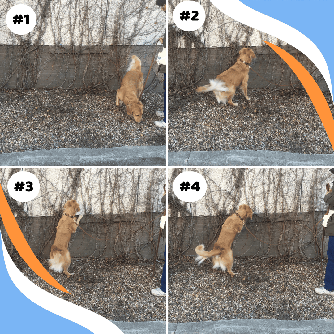 Who’s Watching Who? Understand the Dog’s Changes of Behaviors (COBs) Webinar