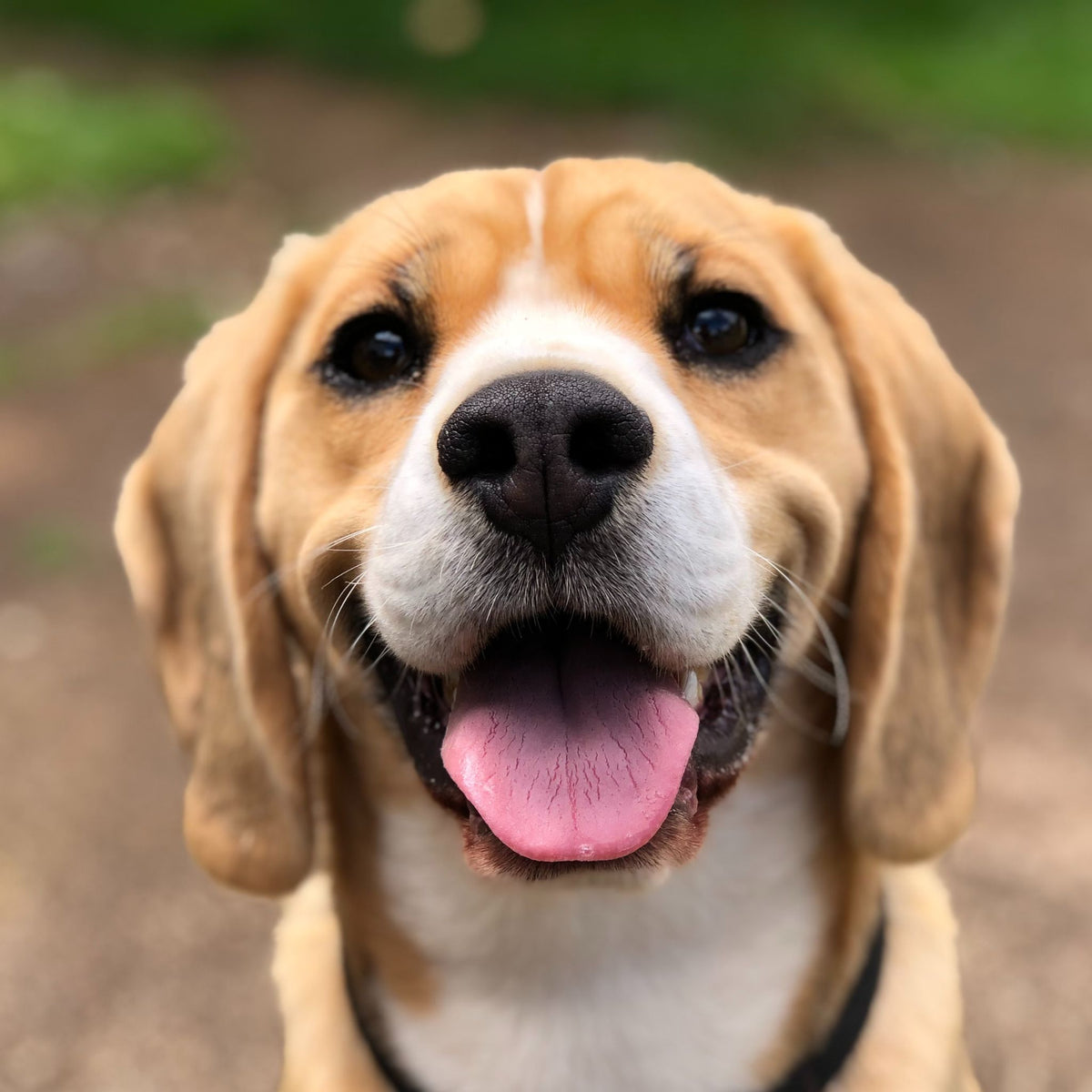 NACSW Program – Scent Work University