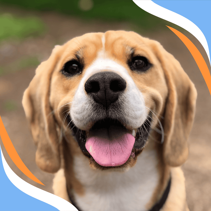 Why Games in Nose Work are Serious Business Webinar