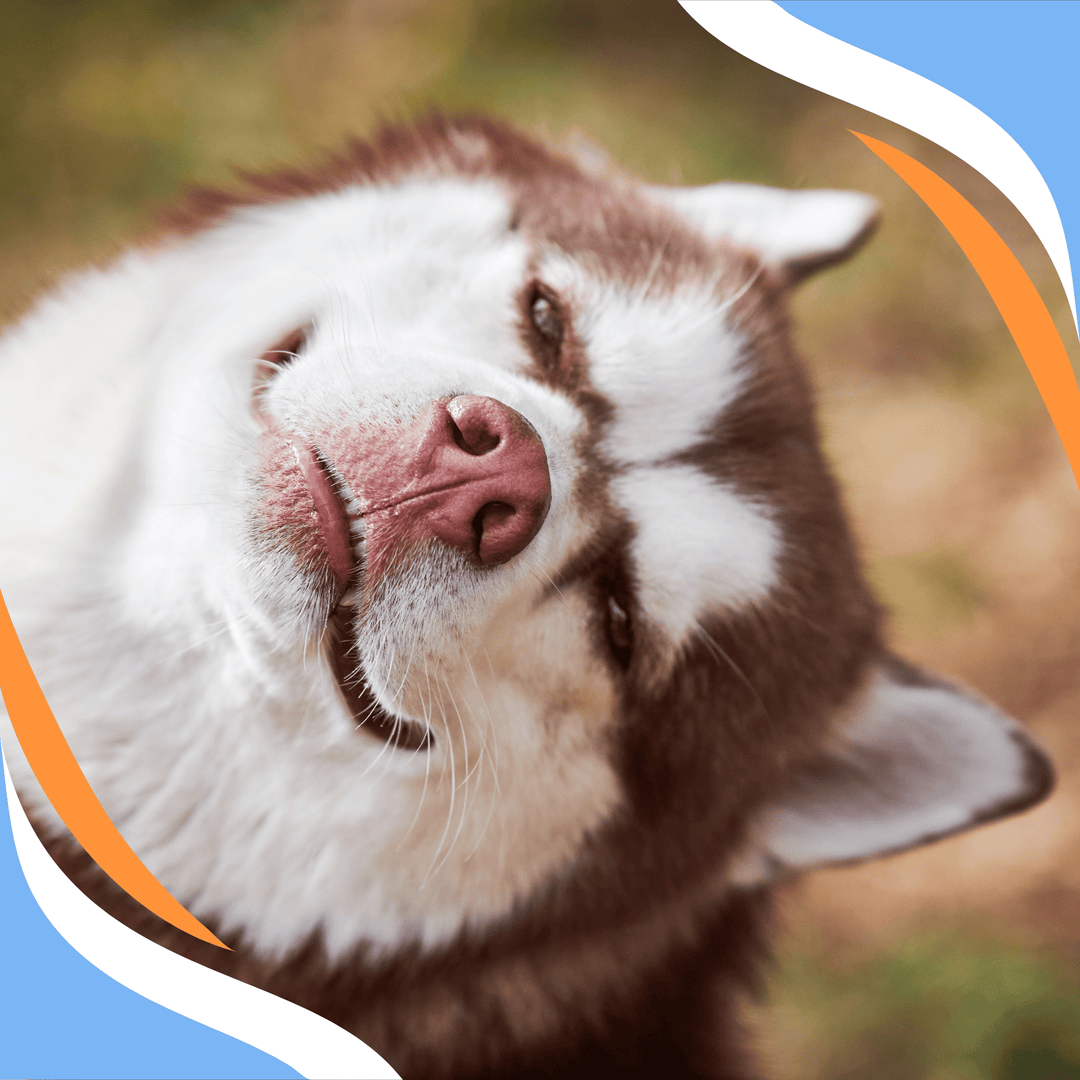 Why Stress is Good Webinar