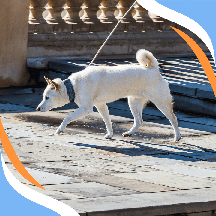 Winning the Environment: Enviro-Testing Your Ability to Execute a Team Mindset Webinar