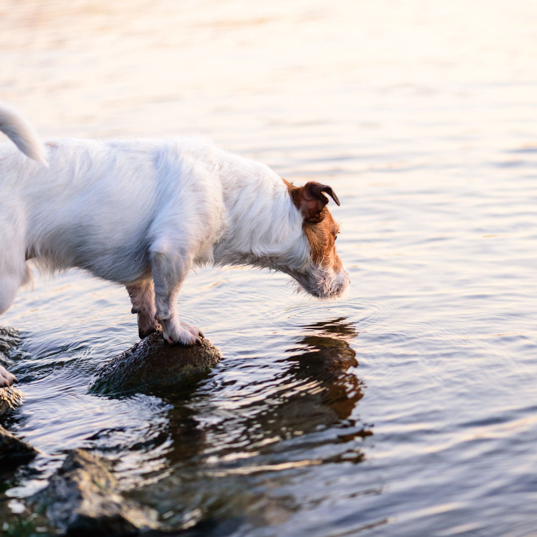 AKC: Working Water Hides Course